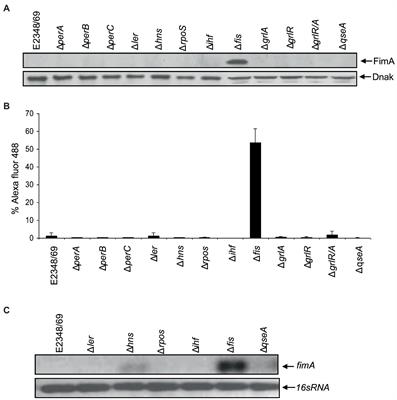 The Fis Nucleoid Protein Negatively Regulates the Phase Variation fimS Switch of the Type 1 Pilus Operon in Enteropathogenic Escherichia coli